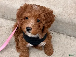 Mixed Breed dogs Micro Mini Bernedoodle Puppy 1 - Ad 9