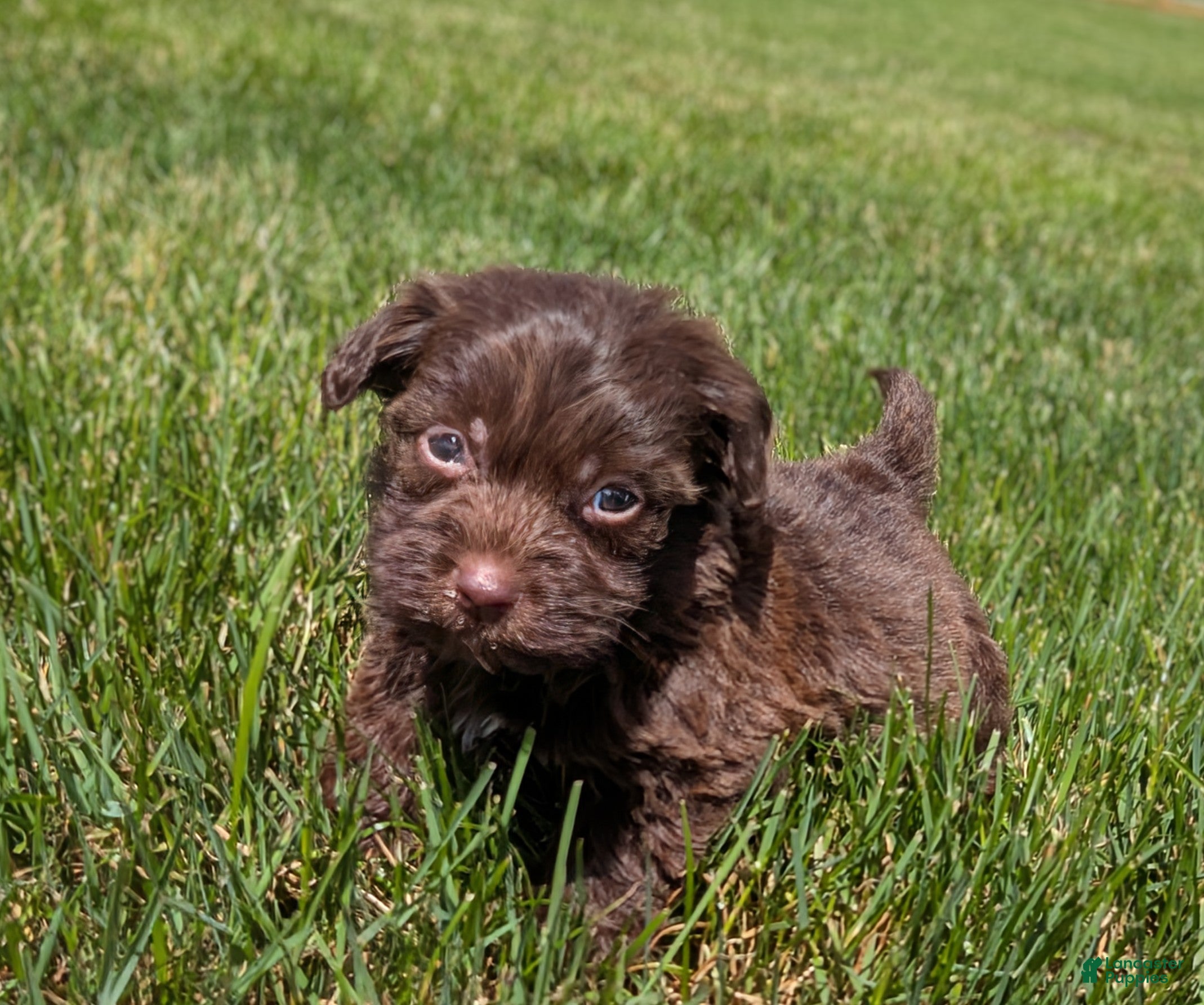Havapoo dogs Hershey - Ad 1