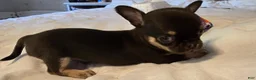 Chihuahua dogs for sale: Jack - Ad 3