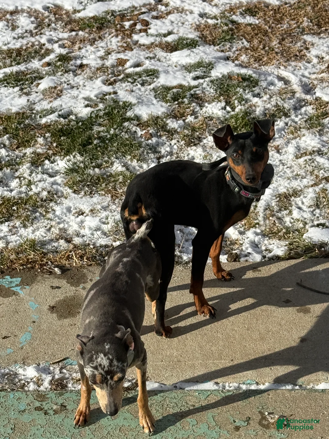 Miniature Pinscher dogs for sale: Miniature Pinscher Puppy 1 - Ad 2