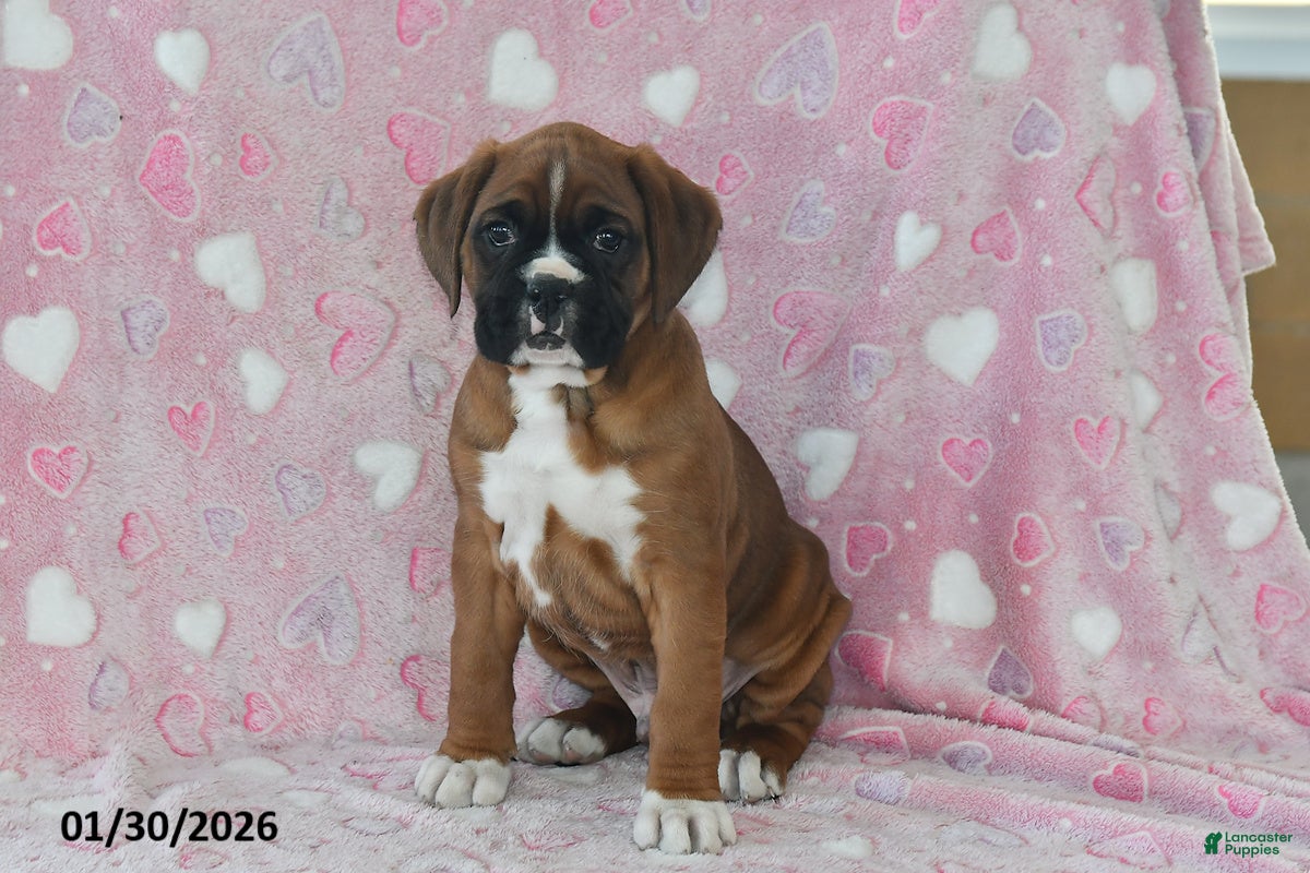 Boxer dogs Baxter - Ad 34