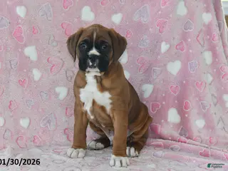 Boxer dogs Baxter - Ad 34