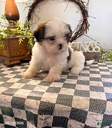 Shih Tzu dogs Jordan - Ad 2