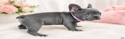 French Bulldog dogs for sale: Marshmallow  - Ad 3