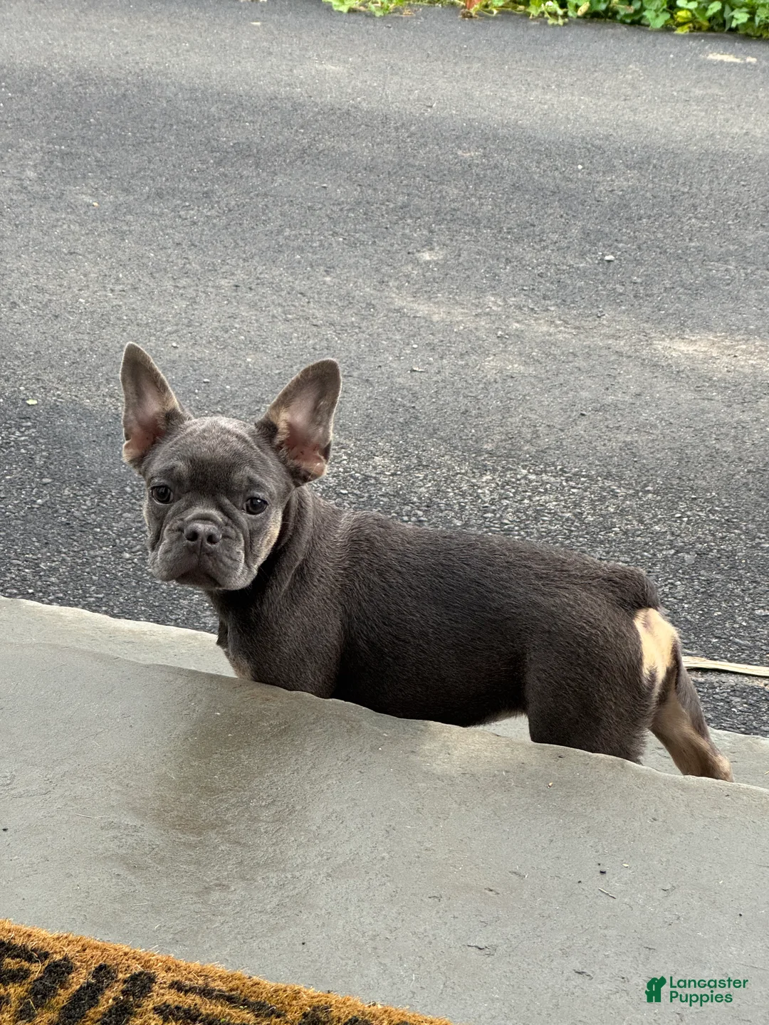 French Bulldog dogs for sale: Stella - Ad 1