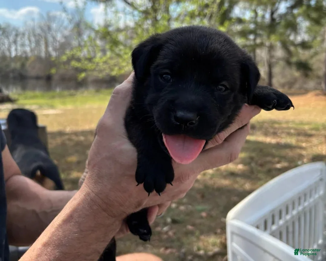 Mixed Breed dogs for sale: Red - Ad 2