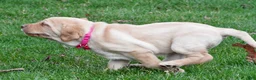 Labrador Retriever dogs for sale: Betty - Ad 10