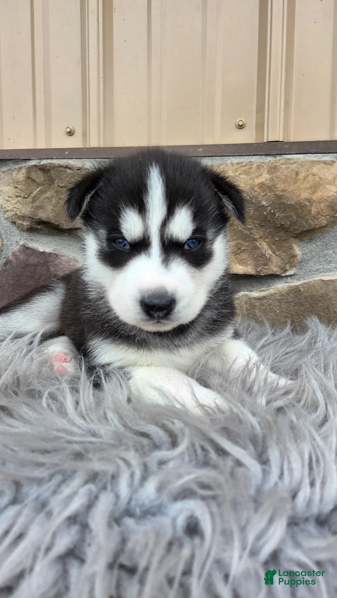 Siberian Husky dogs for sale: East - Ad 2