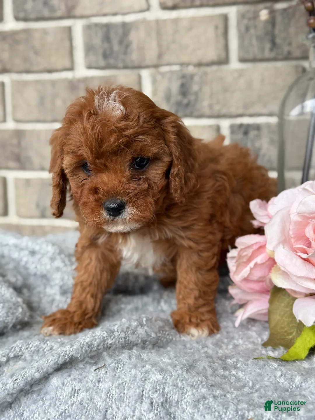 Cavapoo dogs for sale: Kassie - Ad 13
