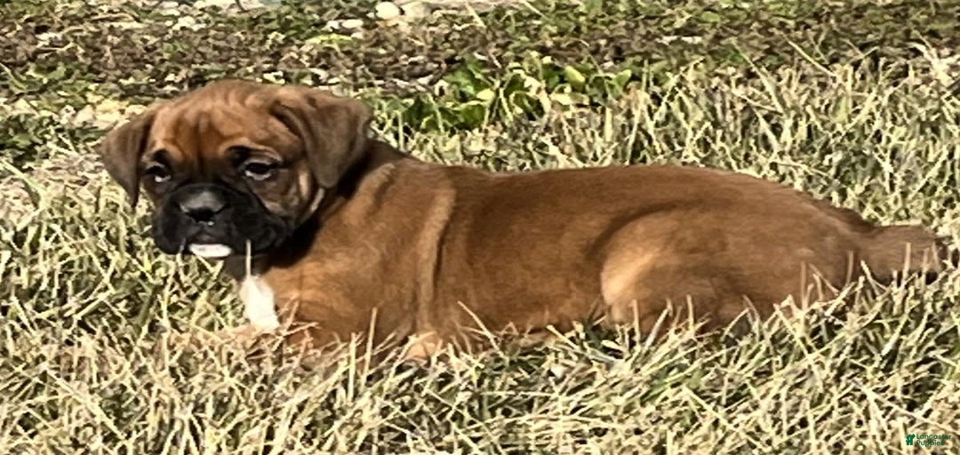 Gallery Image {{count}}