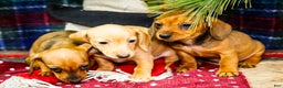 Miniature Dachshund dogs for sale: Tucker - Ad 9
