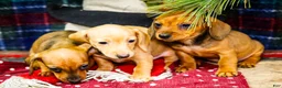 Miniature Dachshund dogs for sale: Tammy - Ad 12