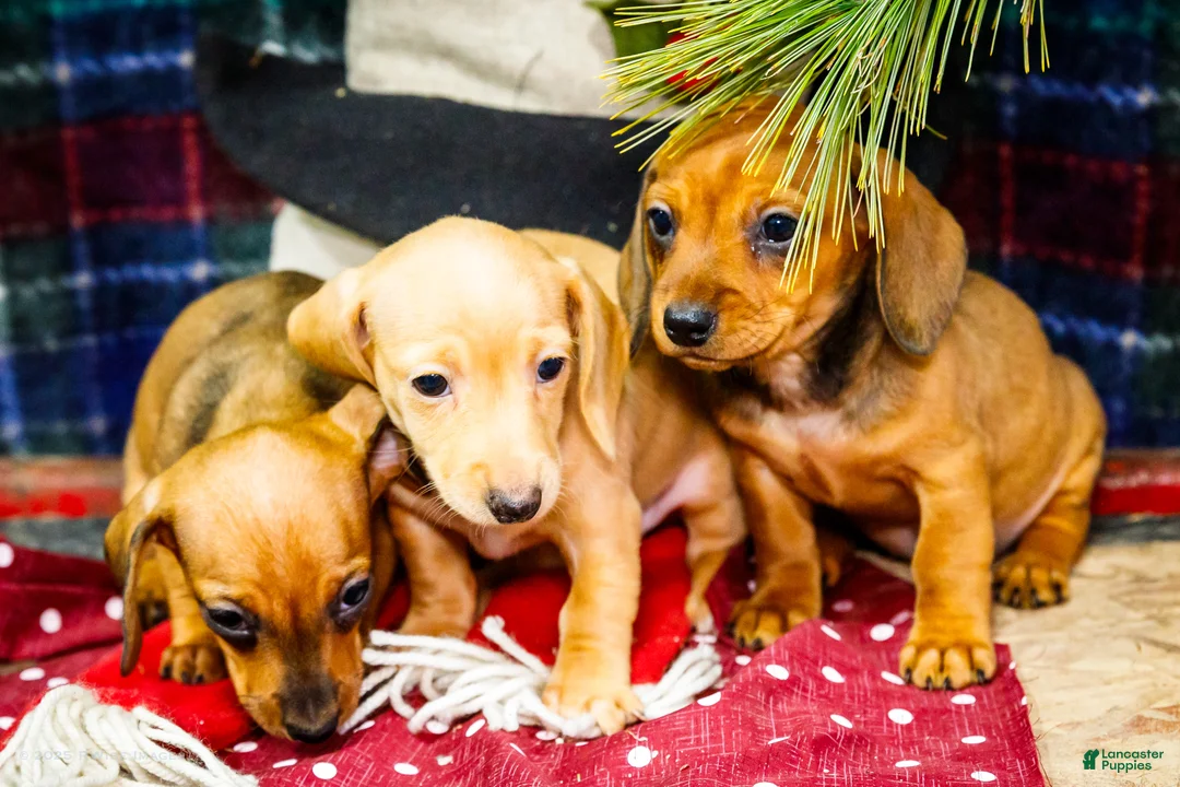 Miniature Dachshund dogs for sale: Tammy - Ad 12