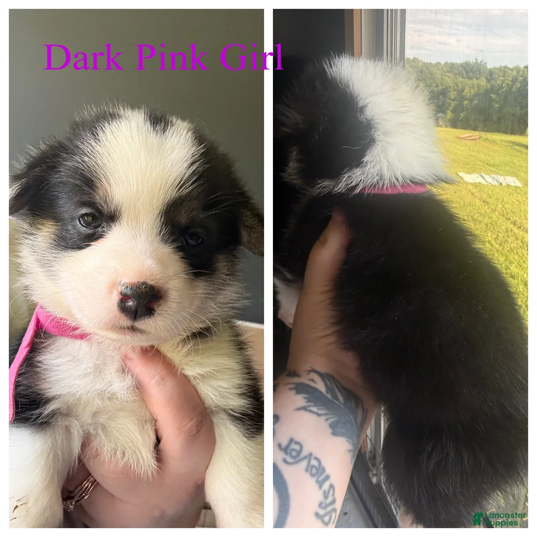 Welsh Corgi Pembroke dogs for sale: Spade - Ad 2