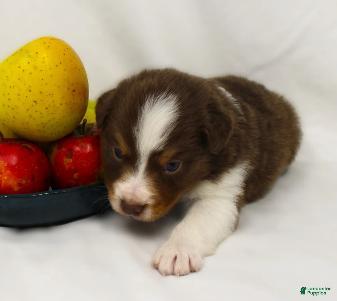 Australian Shepherd dogs for sale: Pippin - Ad 3