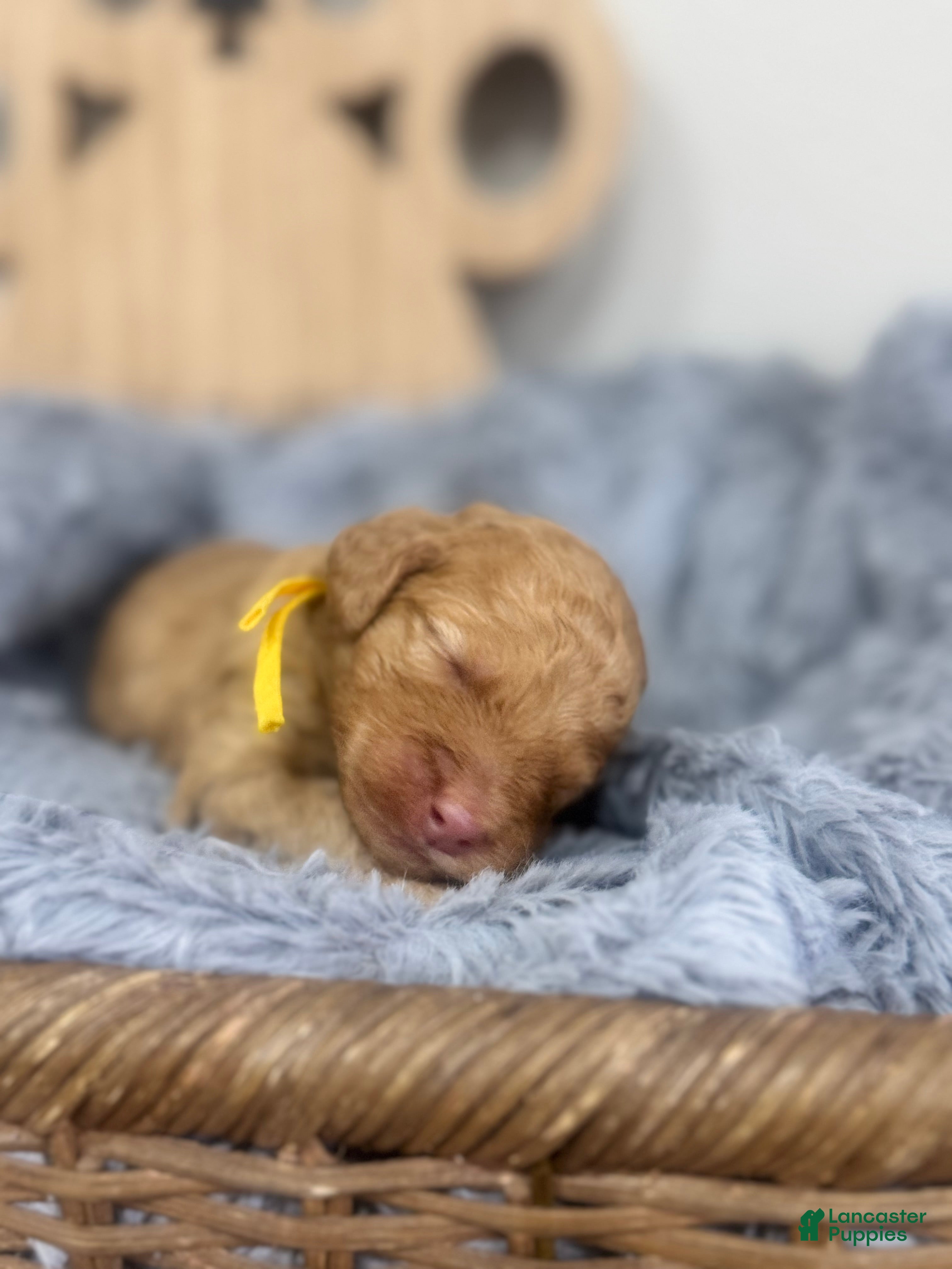 Mixed Breed dogs Blaze-Yellow Collar - Ad 1