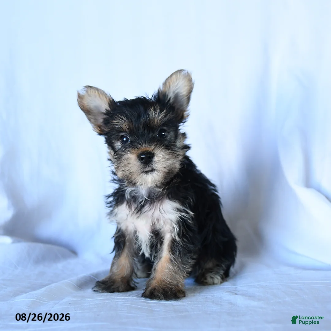Yorkshire Terrier dogs for sale: Ivan - Ad 3