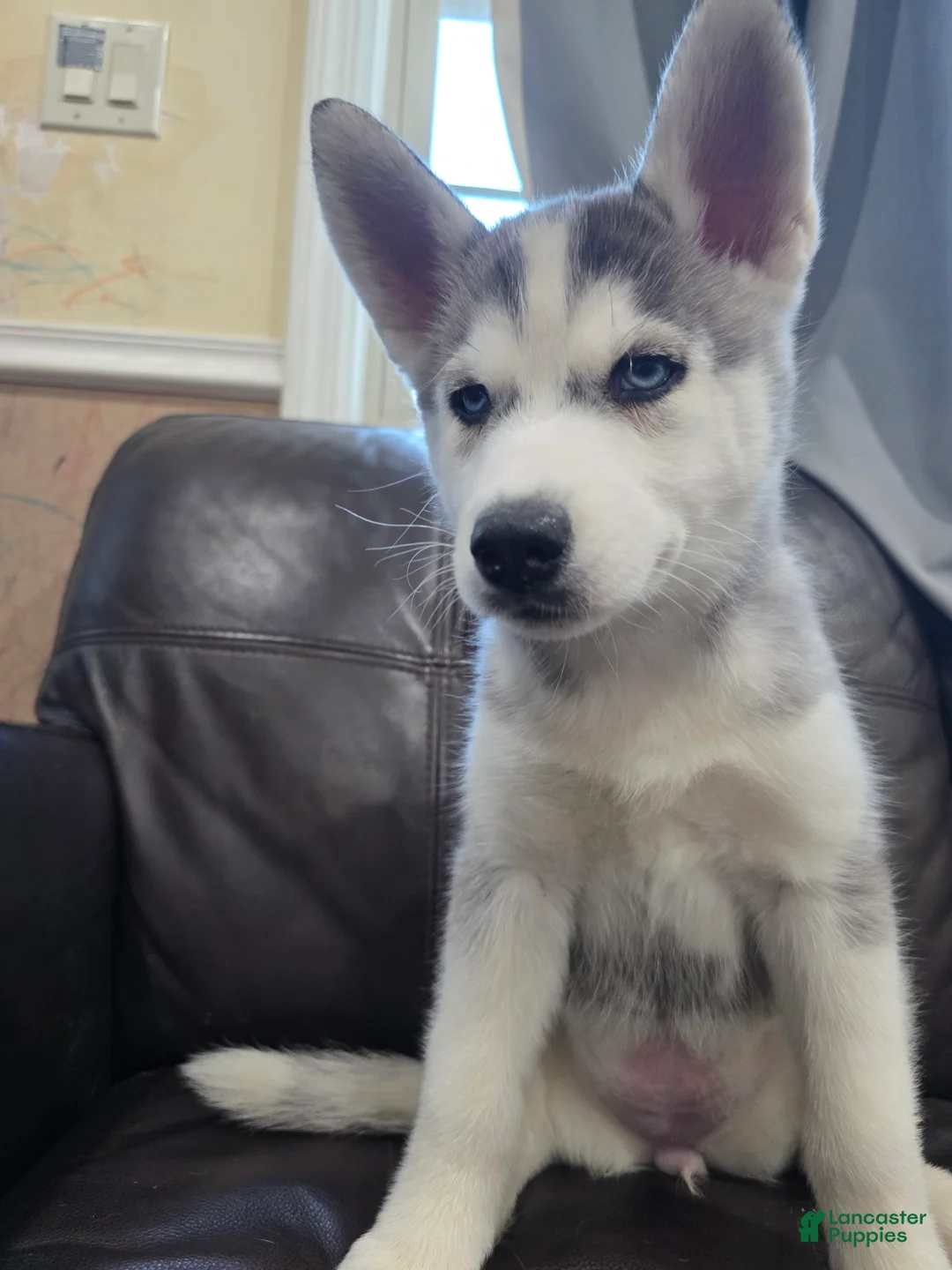 Siberian Husky dogs for sale: Siberian Husky Puppy 5 - Ad 1