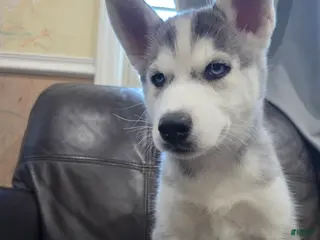 Siberian Husky dogs Siberian Husky Puppy 5 - Ad 28