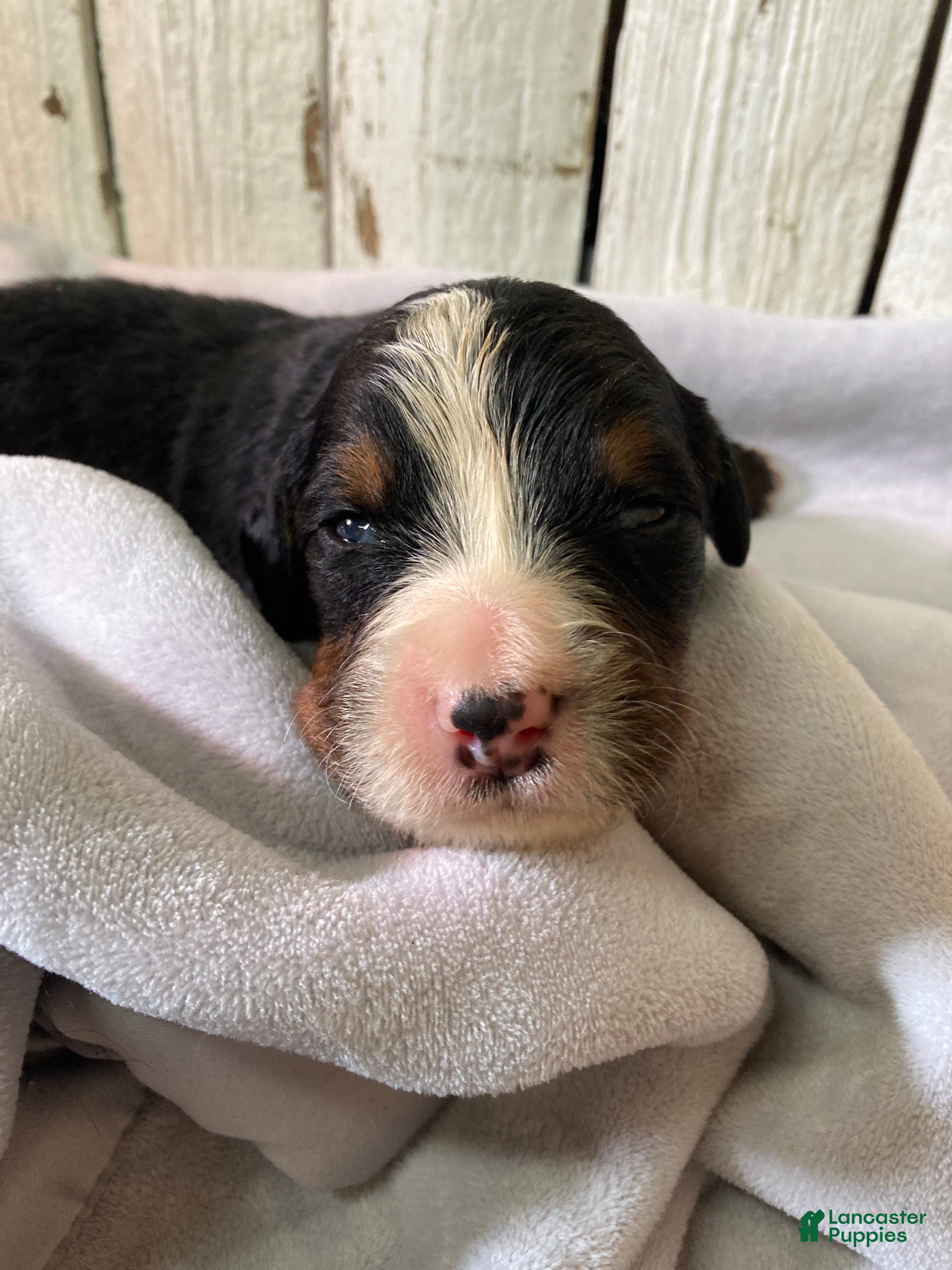 Bernese Mountain Dog dogs Timmy  - Ad 1