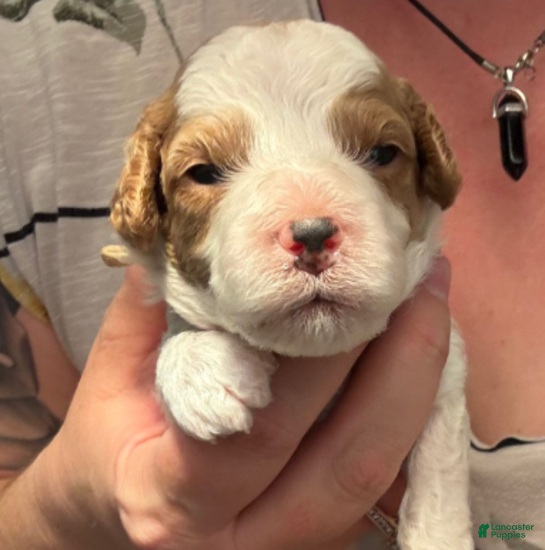 Cavapoo dogs for sale: Frosty - Ad 1