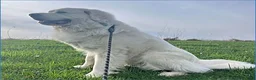 Great Pyrenees dogs for sale: Daisy - Ad 10