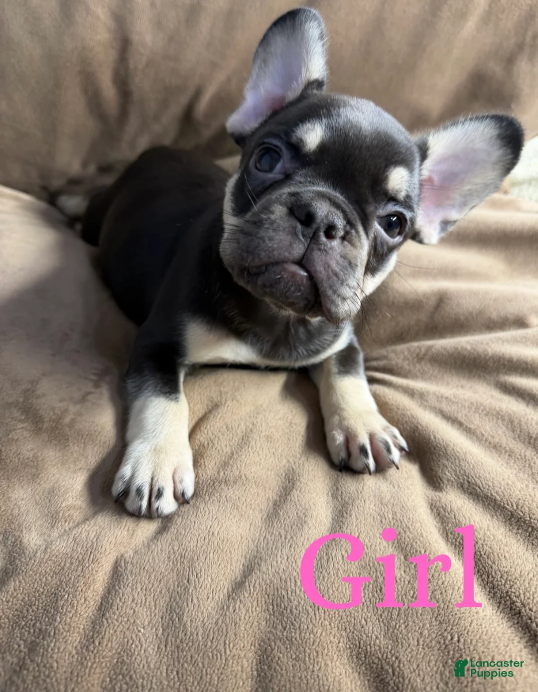 French Bulldog dogs for sale: French Bulldog Puppy 6 - Ad 1