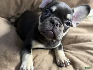 French Bulldog dogs French Bulldog Puppy 6 - Ad 35