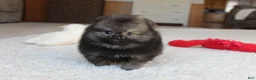 Pomeranian dogs for sale: Tiny Timmy - Ad 10