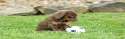 Doberman Pinscher dogs for sale: Dash (Red Rust) 🐶 - Ad 15