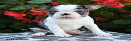 Boston Terrier dogs for sale: Yani - Ad 3