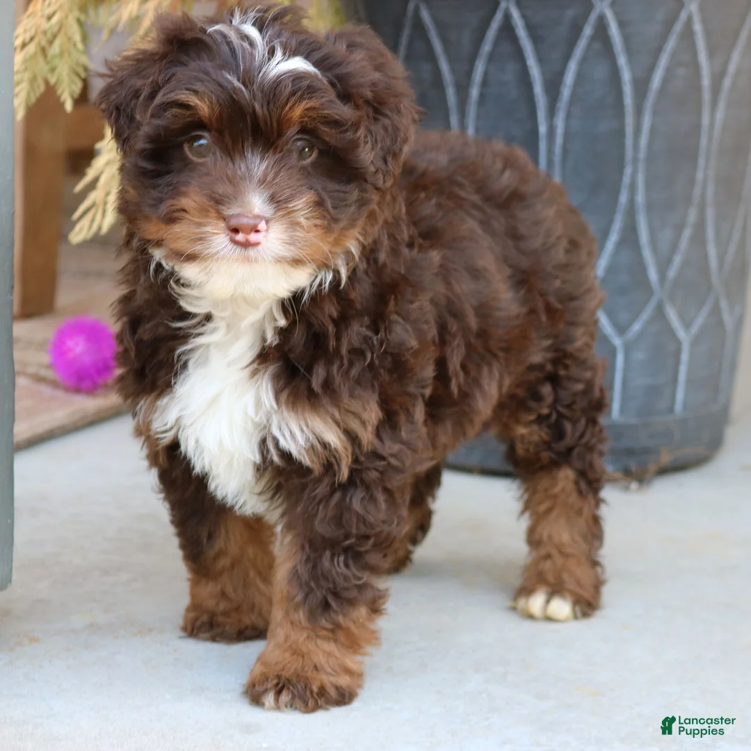 Mini Bernedoodle dogs for sale: Storm  - Ad 1