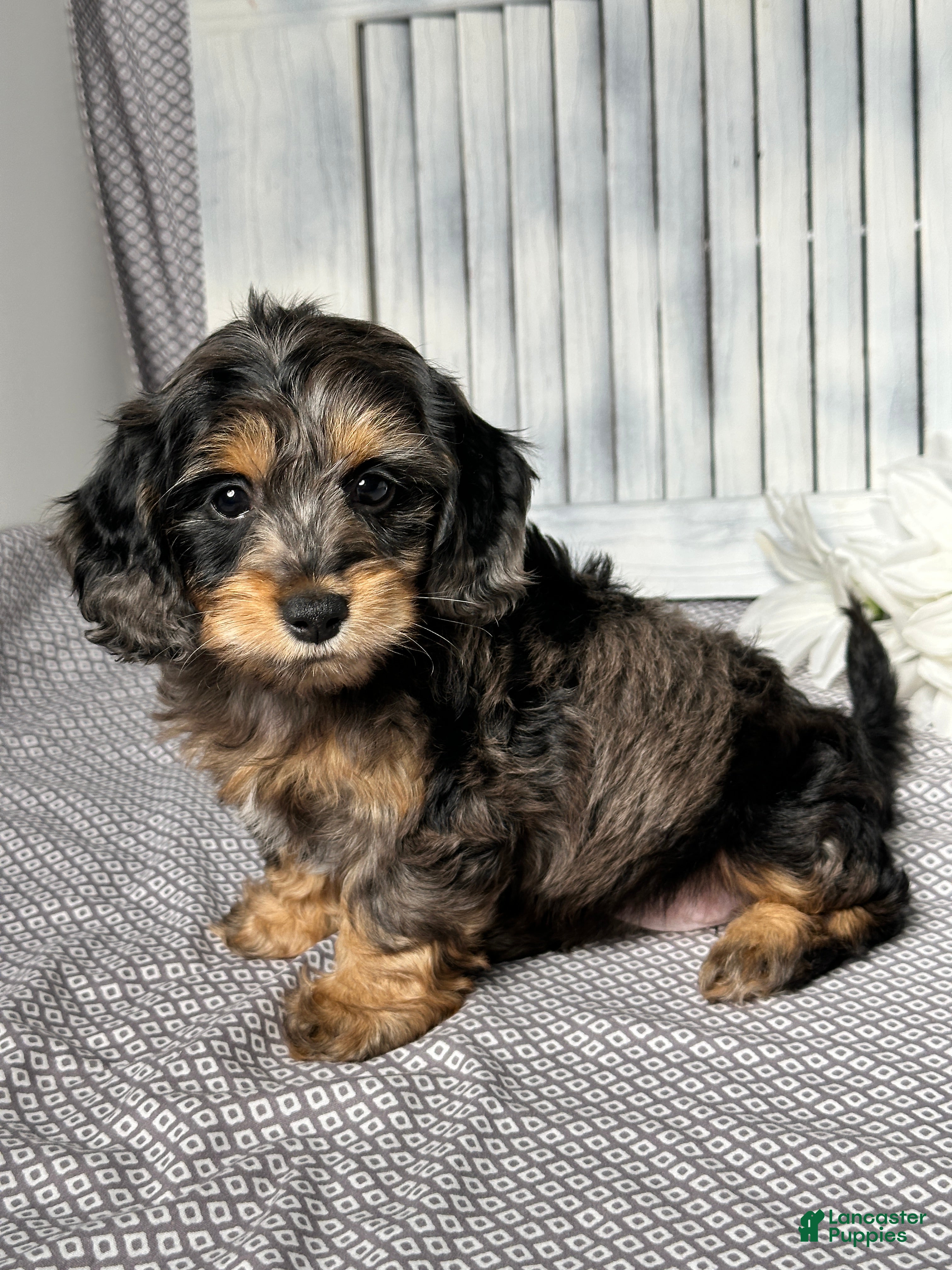 Mixed Breed dogs Ashley - Ad 2