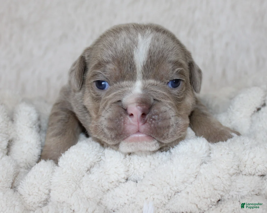 English Bulldog dogs for sale: Kane - Ad 1