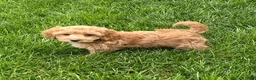 Goldendoodle dogs for sale: Daisy - Ad 6