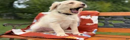 Labradoodle dogs for sale: Carly (Girl) - Ad 6