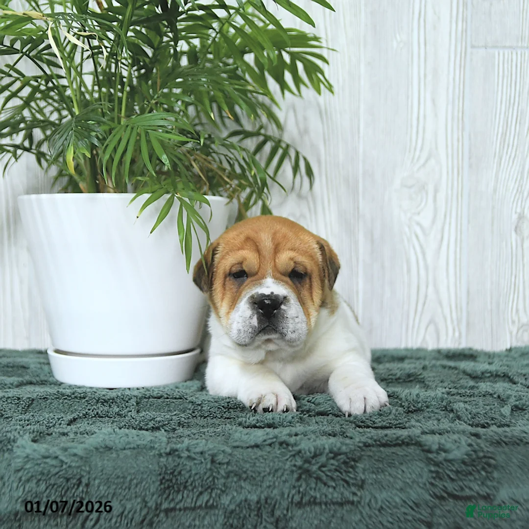 Mini Hippo dogs for sale: Griffin - Ad 7