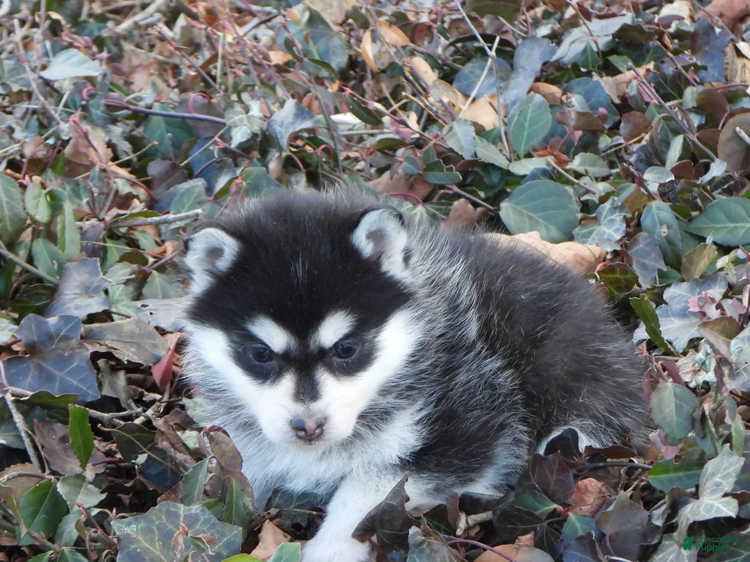 Pomsky dogs for sale: Abner - Ad 6
