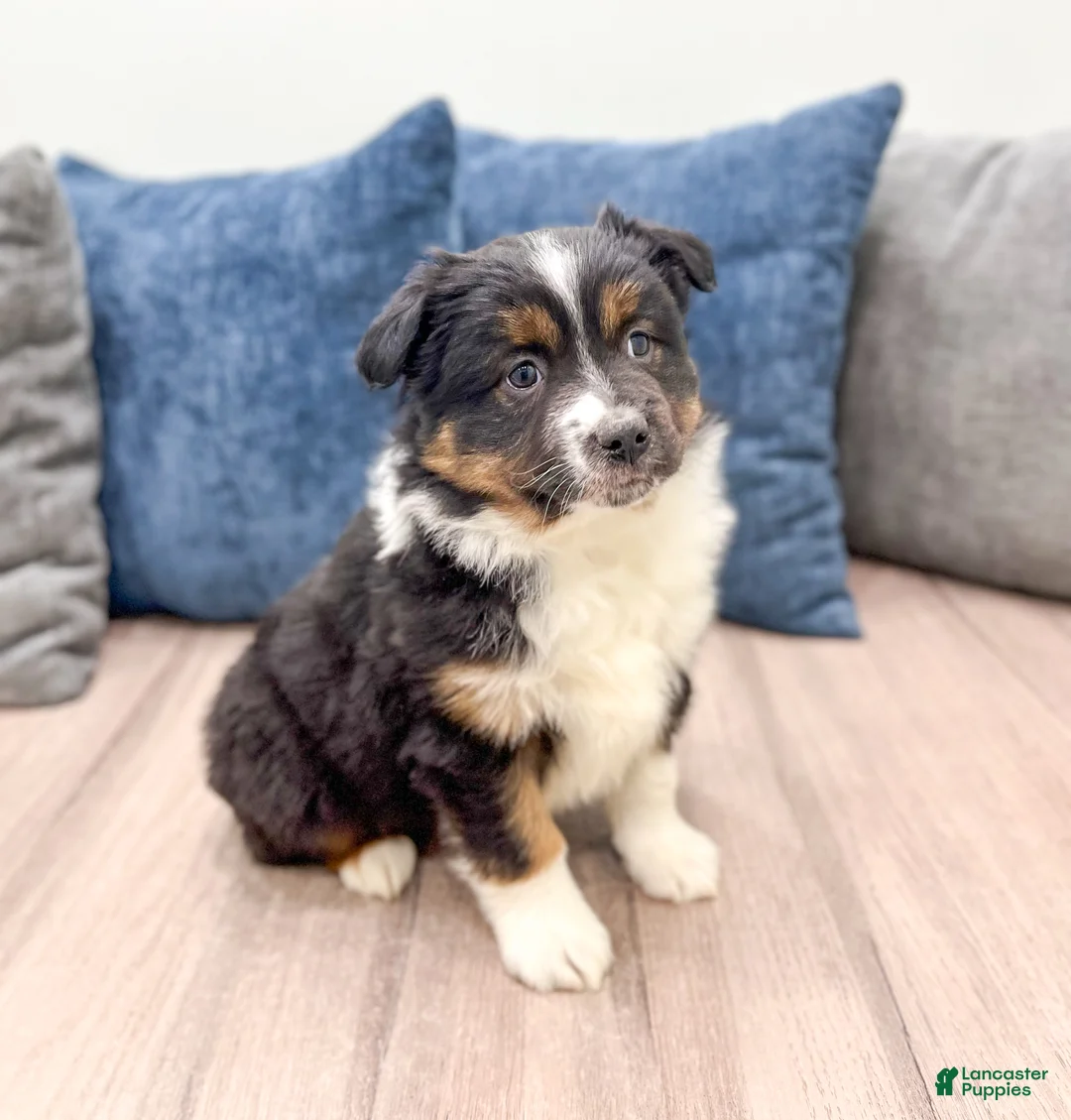 Miniature Australian Shepherd dogs for sale: Sammy - Ad 3