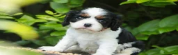 Cavalier King Charles Spaniel dogs for sale: Buddy - Ad 5