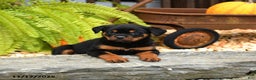 Rottweiler dogs for sale: Tootsie - Ad 2