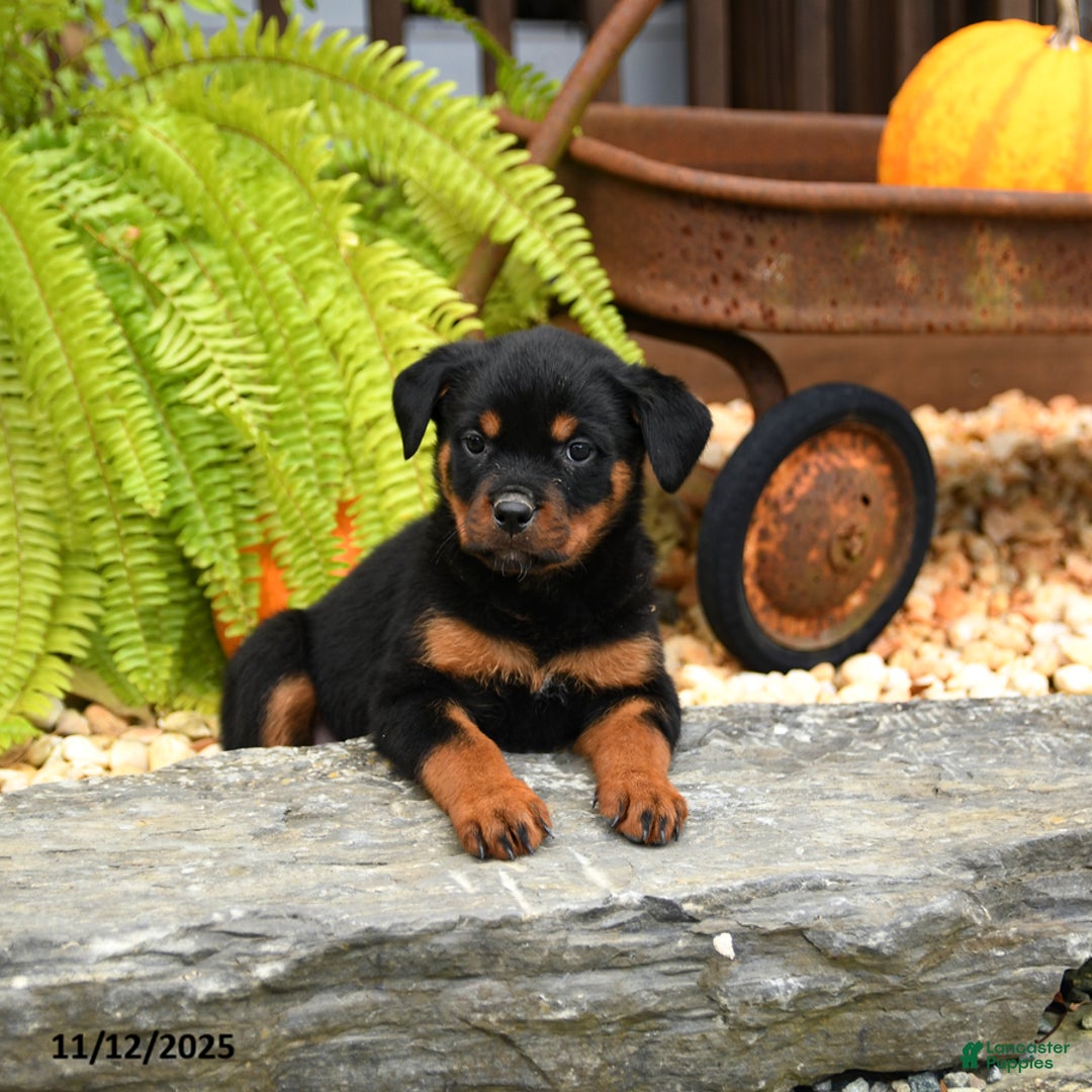 Rottweiler dogs for sale: Tootsie - Ad 2