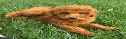 Miniature Poodle dogs for sale: Theo - Ad 3