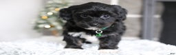 Yorkiepoo dogs for sale: Winston - Ad 4