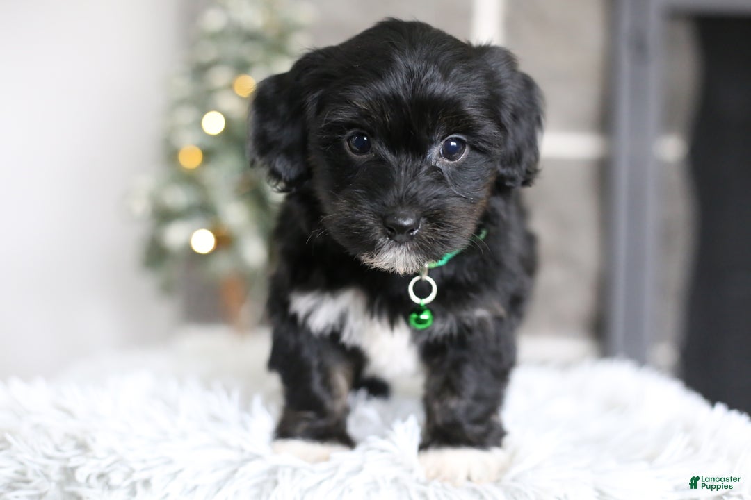 Yorkiepoo dogs for sale: Winston - Ad 4