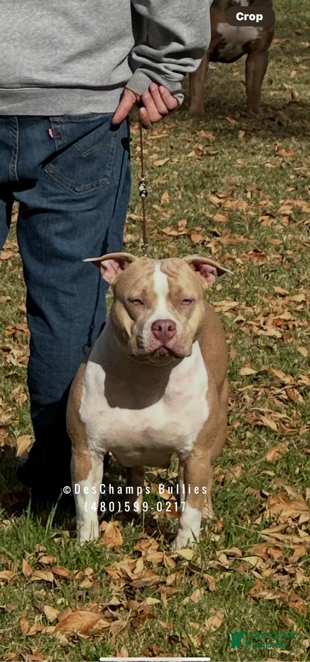 American Bully dogs for sale: American Bully Puppy 1 - Ad 13