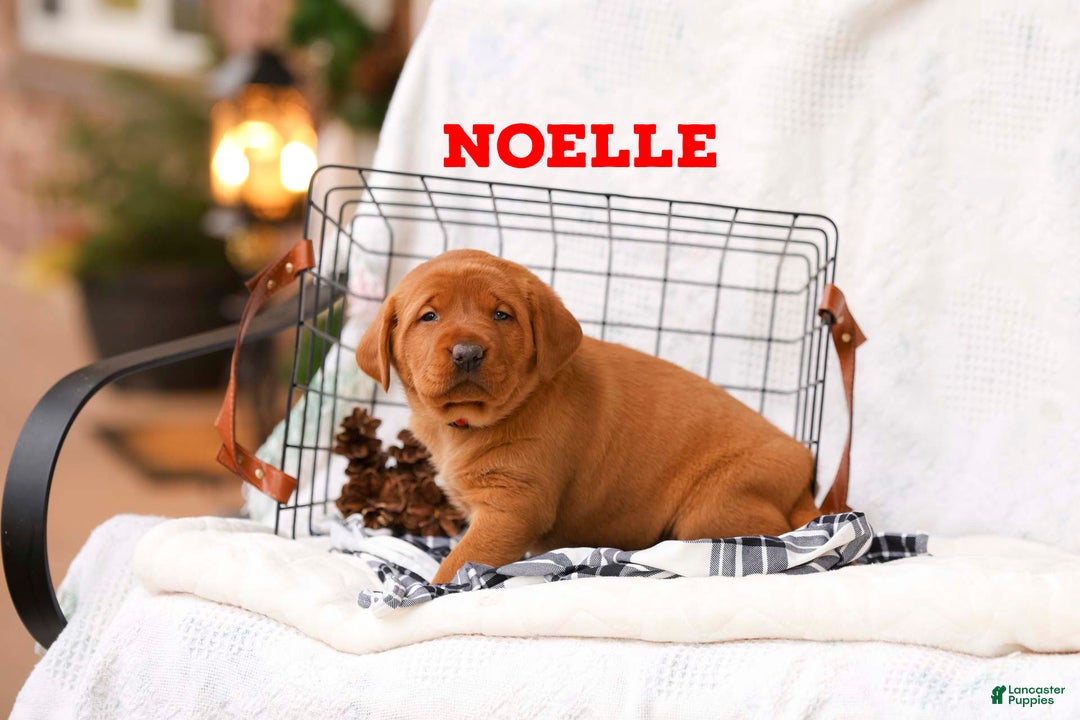 Labrador Retriever dogs for sale: Noelle - Ad 1