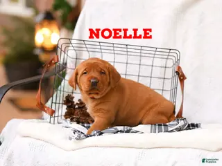 Labrador Retriever dogs Noelle - Ad 6