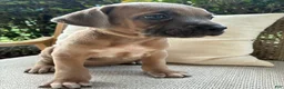 Cane Corso dogs for sale: Cane Corso Formentino  - Ad 3