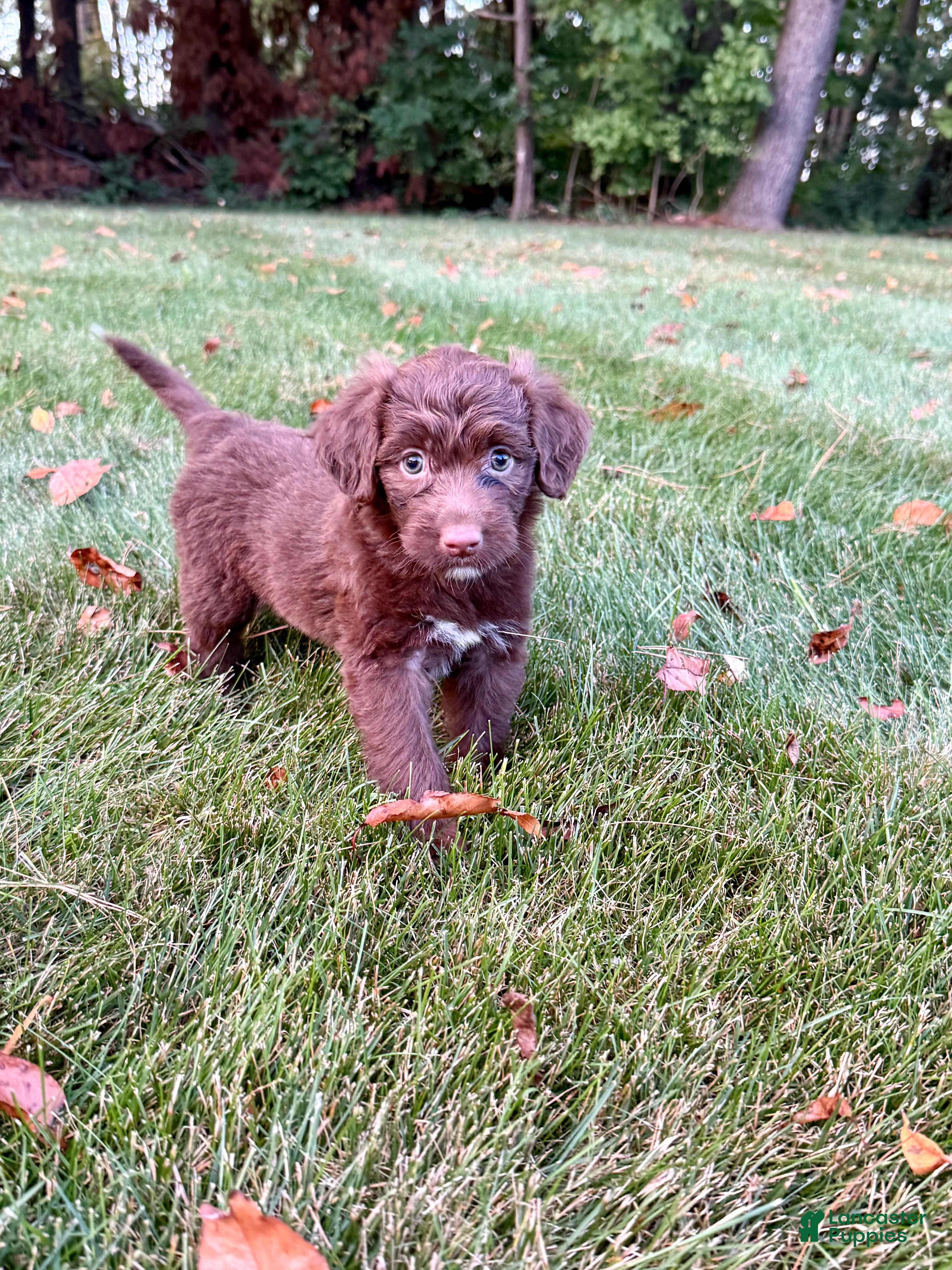 Portuguese Water Dog dogs Roxy - Ad 2